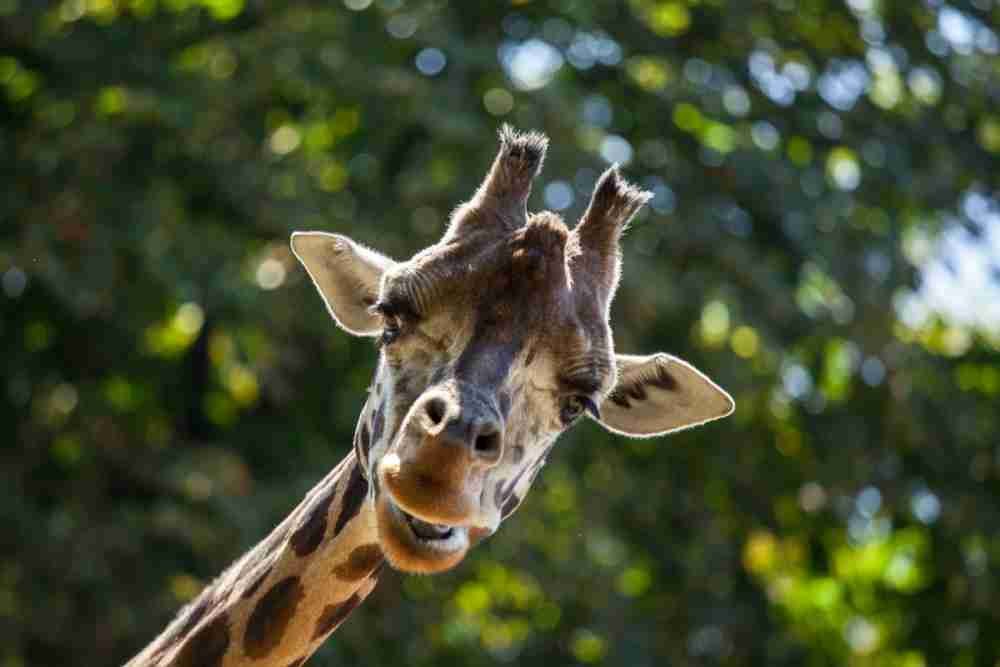 Tiergarten Schönbrunn Giraffe Tiergarten Schönbrunn Giraffe