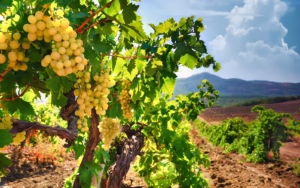 Day Trip to Champagne Region from Paris including Moët Chandon, Hautvillers and a Family Winery ota5
